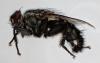 Sarcophaga hirticrus